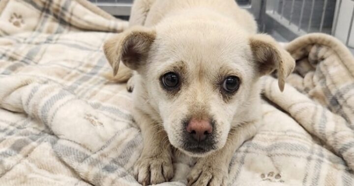 neugle pet 경남 거창 2026 00071