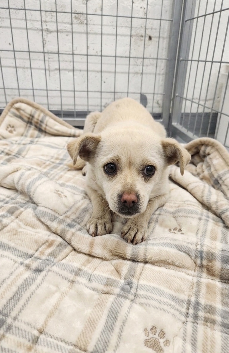 neugle pet 경남 거창 2026 00071