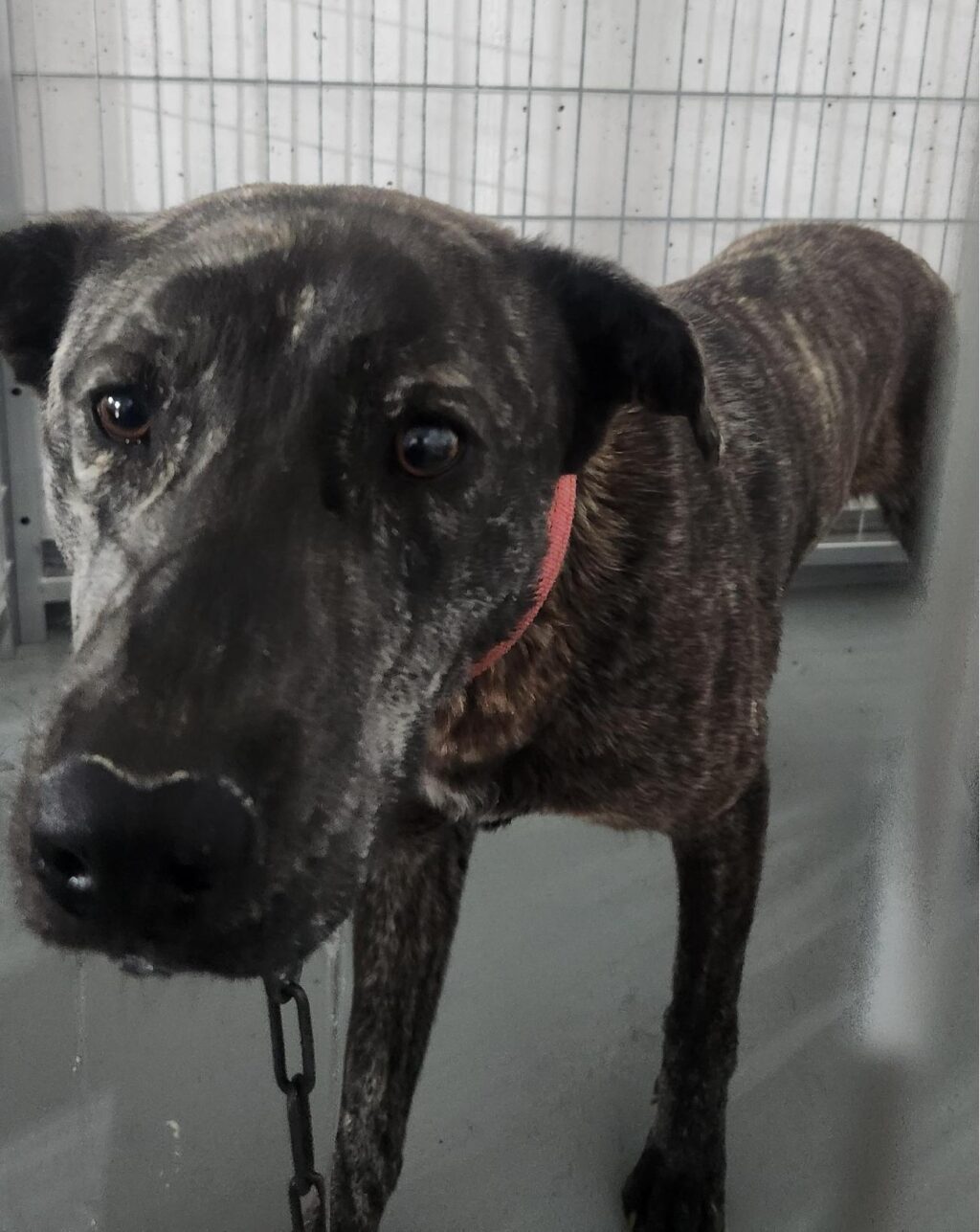 neugle pet 경남 거창 2026 00072