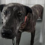 neugle pet 경남 거창 2026 00072