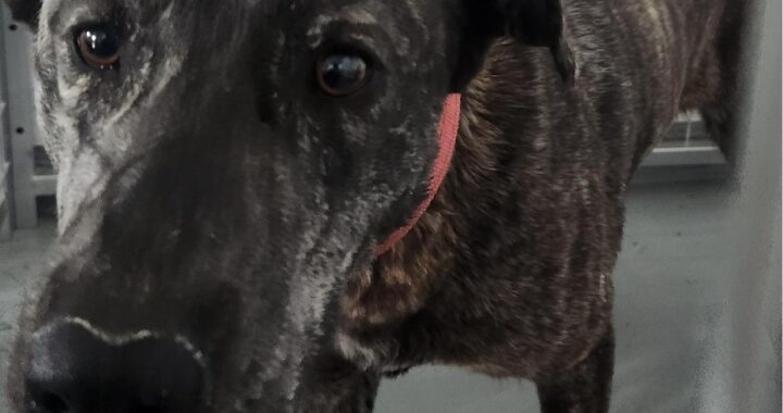 neugle pet 경남 거창 2026 00072