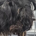 neugle pet 경남 거창 2026 00073