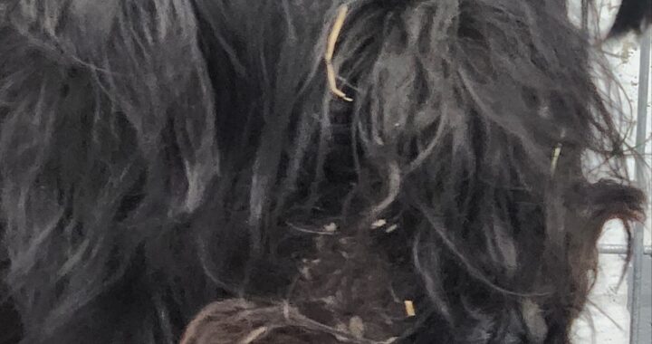 neugle pet 경남 거창 2026 00073