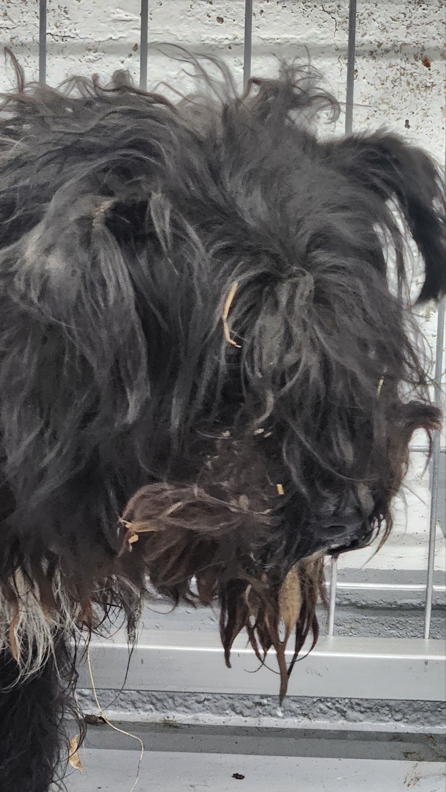 neugle pet 경남 거창 2026 00073