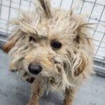 neugle pet 경남 거창 2026 00074