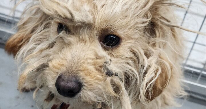 neugle pet 경남 거창 2026 00074