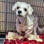 The Gentle Soul of Nae-dong: A Bichon's Plea for a Forever Home in South Korea 8 neugle pet 경남 밀양 2026 00141