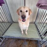 A Golden Smile Awaiting Hope: The Miryang Labrador's Plea for a Forever Home 4 neugle pet 경남 밀양 2026 00142