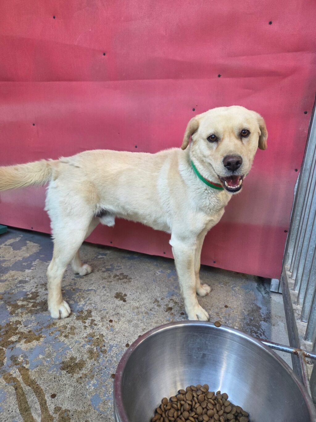 neugle pet 경남 밀양 2026 00157