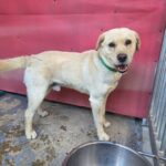 neugle pet 경남 밀양 2026 00157