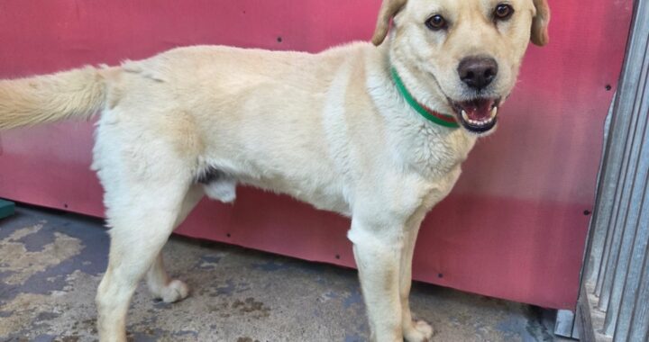 neugle pet 경남 밀양 2026 00157