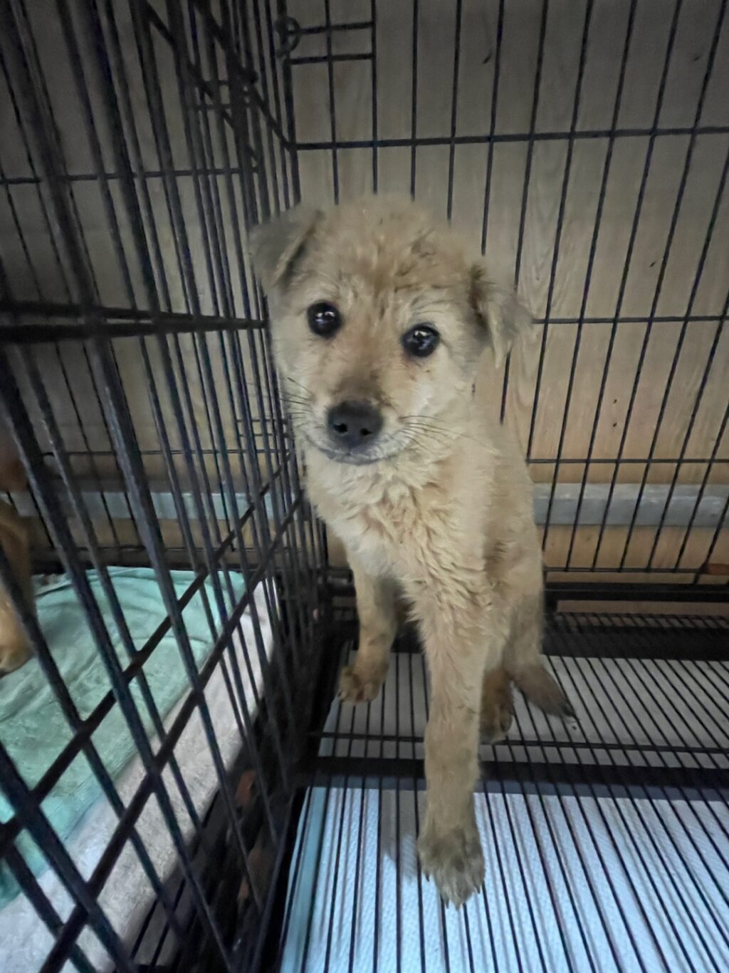 neugle pet 경남 밀양 2026 00162