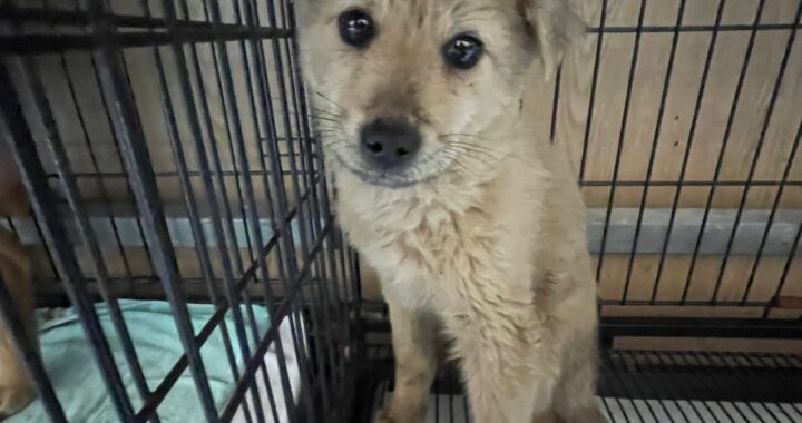 neugle pet 경남 밀양 2026 00162