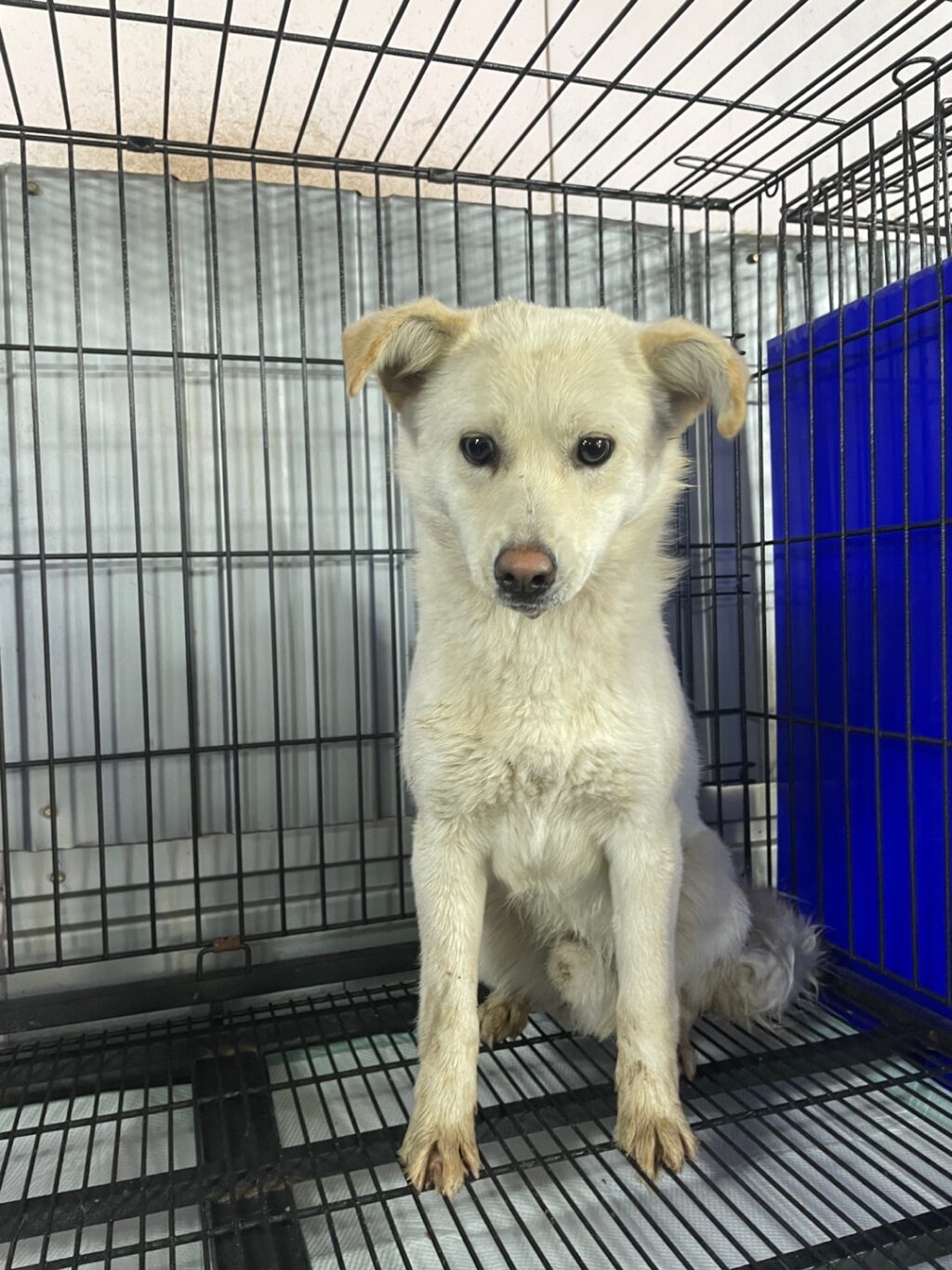 neugle pet 경남 밀양 2026 00163