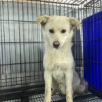 neugle pet 경남 밀양 2026 00163