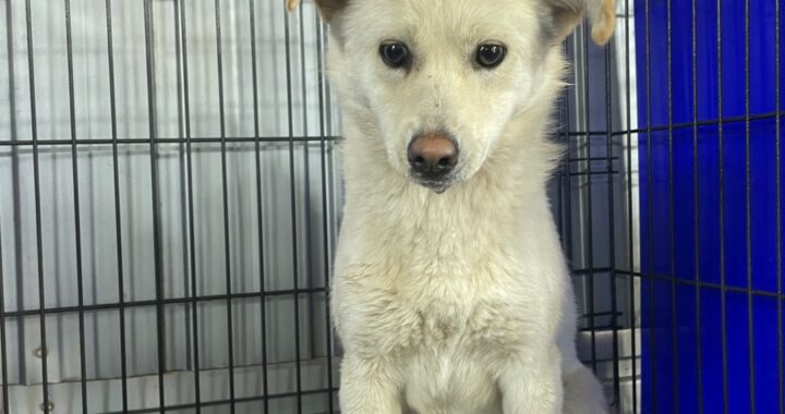 neugle pet 경남 밀양 2026 00163