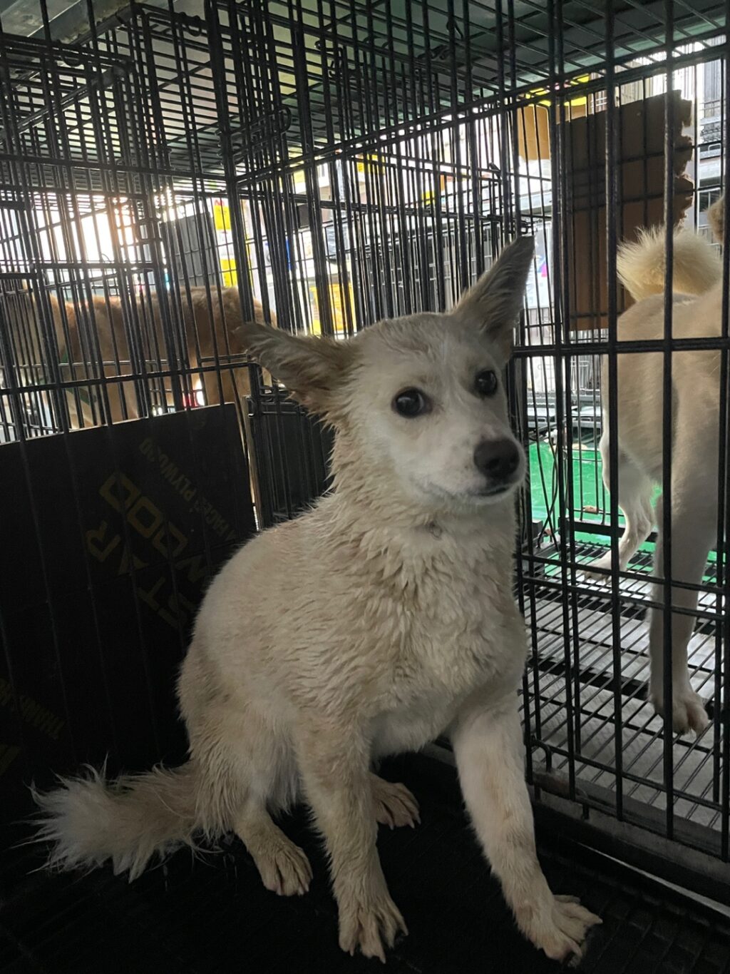 neugle pet 경남 밀양 2026 00164