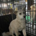 neugle pet 경남 밀양 2026 00164