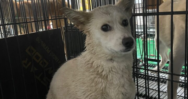 neugle pet 경남 밀양 2026 00164