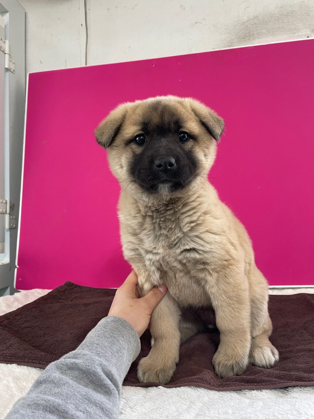 neugle pet 경남 밀양 2026 00165