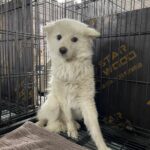 neugle pet 경남 밀양 2026 00167