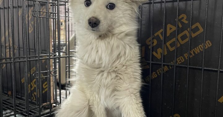 neugle pet 경남 밀양 2026 00167