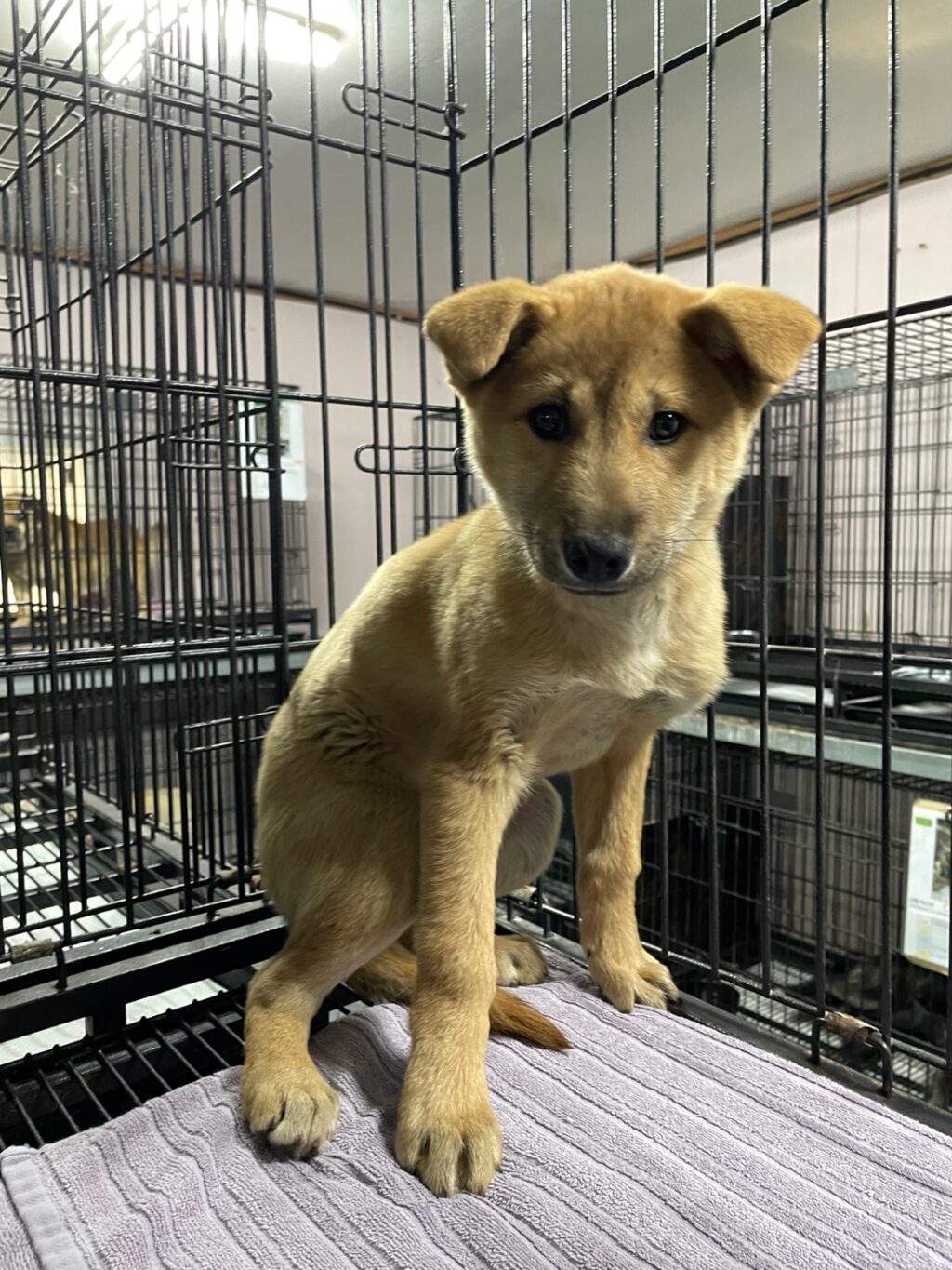 neugle pet 경남 밀양 2026 00168