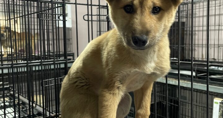 neugle pet 경남 밀양 2026 00168