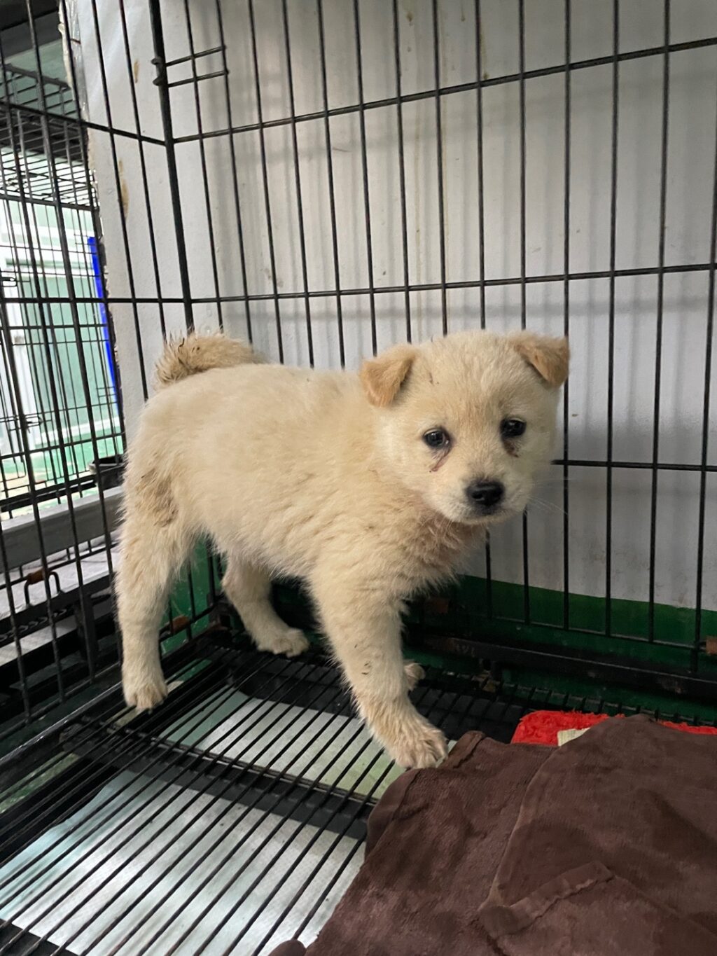 neugle pet 경남 밀양 2026 00169