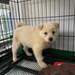 neugle pet 경남 밀양 2026 00169