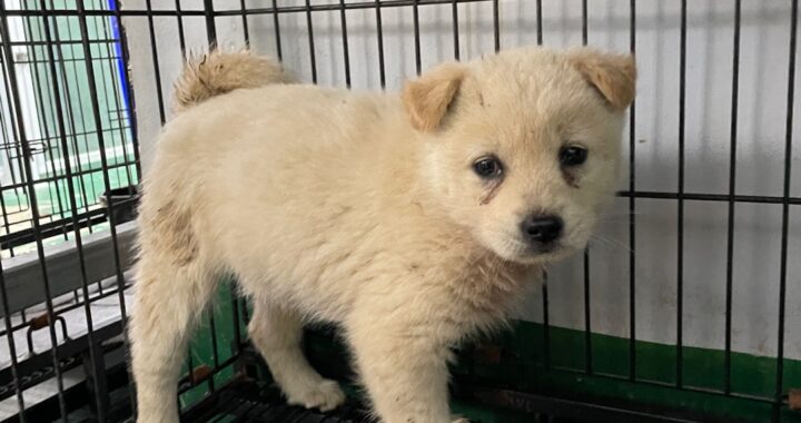 neugle pet 경남 밀양 2026 00169