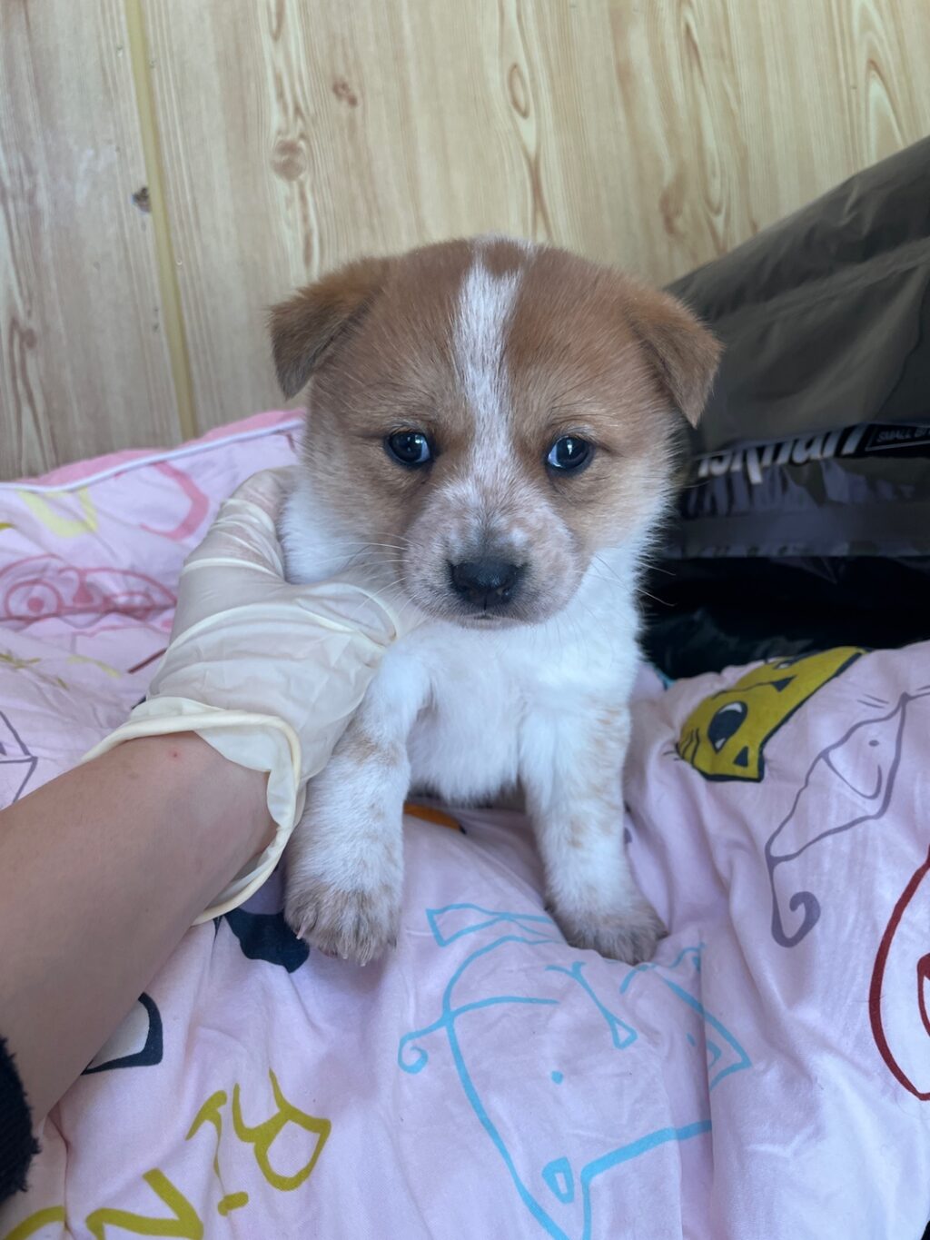 neugle pet 경남 밀양 2026 00170