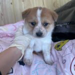 neugle pet 경남 밀양 2026 00170