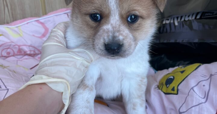 neugle pet 경남 밀양 2026 00170