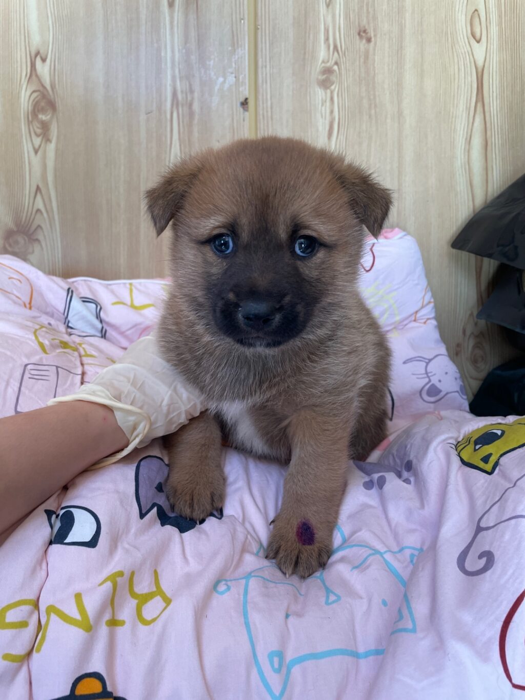 neugle pet 경남 밀양 2026 00171