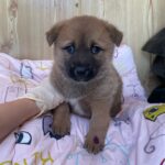 Miru: A Chubby 믹스견 Puppy's Journey from Miryang, South Korea to International Adoption 6 neugle pet 경남 밀양 2026 00171
