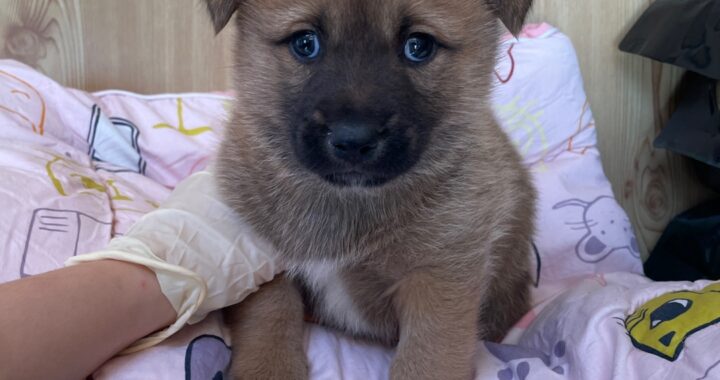 neugle pet 경남 밀양 2026 00171