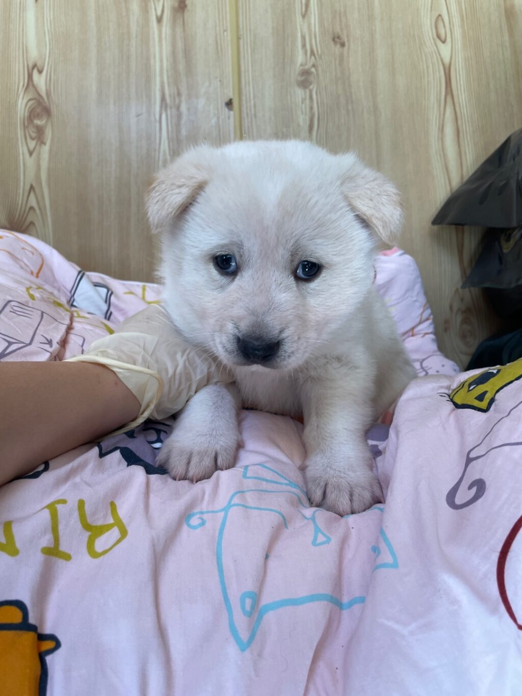 neugle pet 경남 밀양 2026 00172