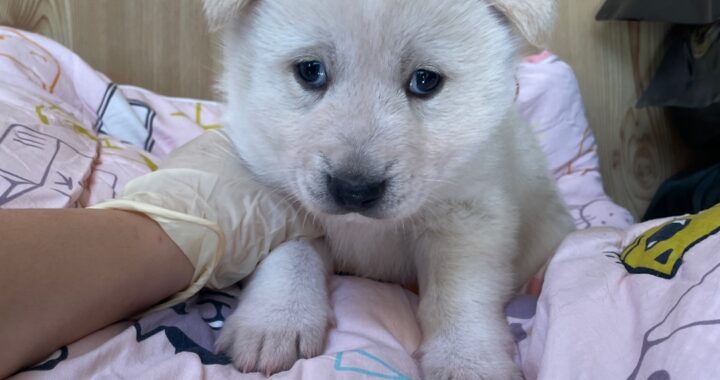 neugle pet 경남 밀양 2026 00172