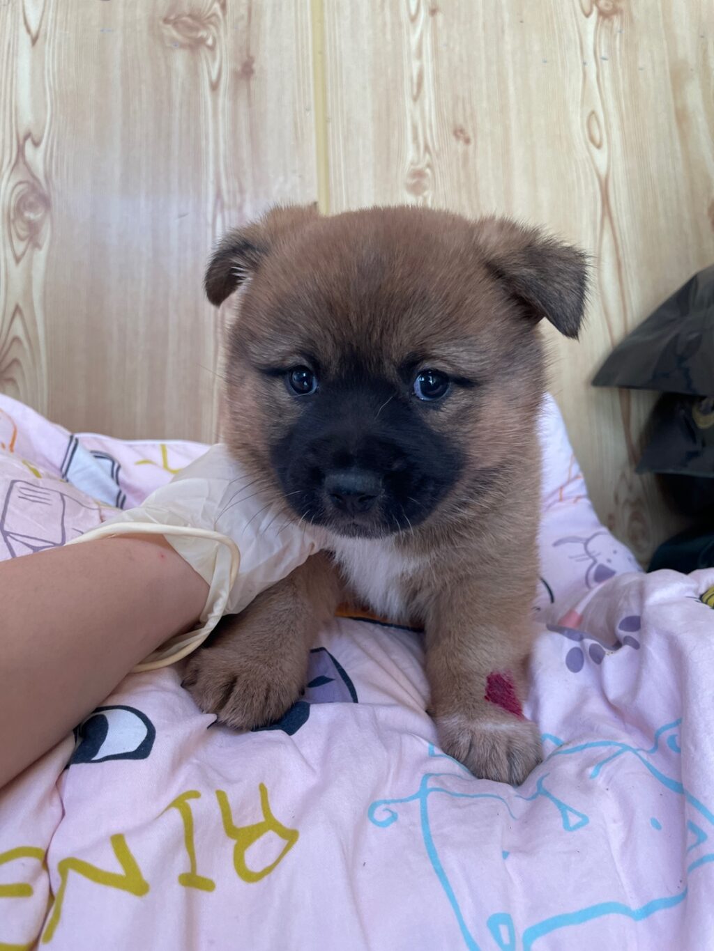 neugle pet 경남 밀양 2026 00173