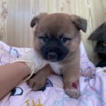 neugle pet 경남 밀양 2026 00173