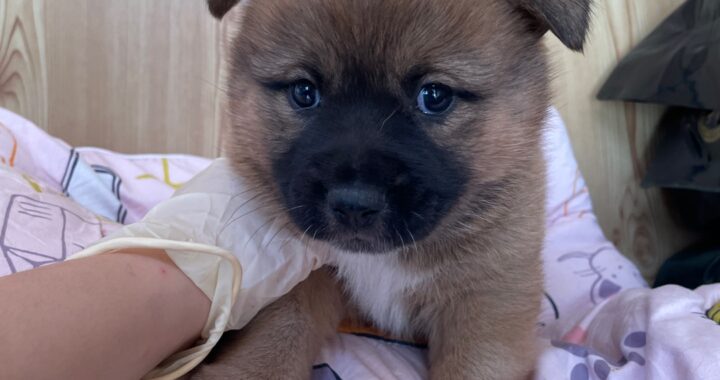 neugle pet 경남 밀양 2026 00173