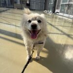 neugle pet 경남 사천 2026 00062