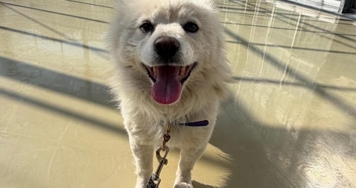 neugle pet 경남 사천 2026 00062