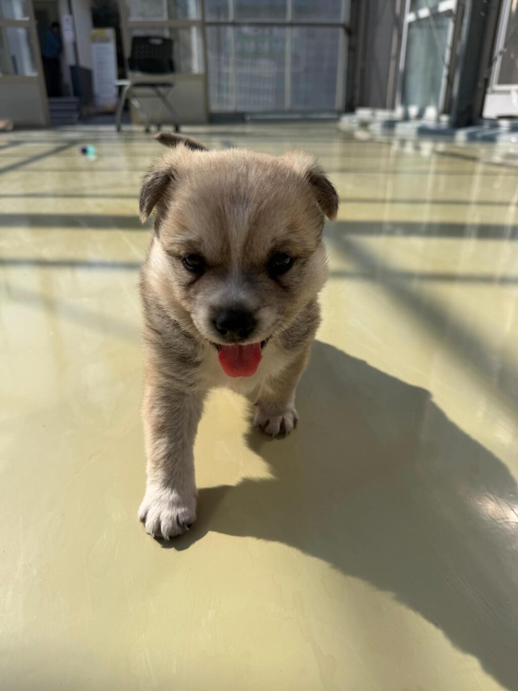 neugle pet 경남 사천 2026 00063