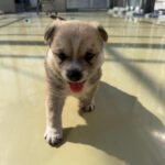 Sacheon's Little Star: A Chubby Mix-Breed Puppy Born in a South Korea Shelter Awaits International Adoption 7 neugle pet 경남 사천 2026 00063