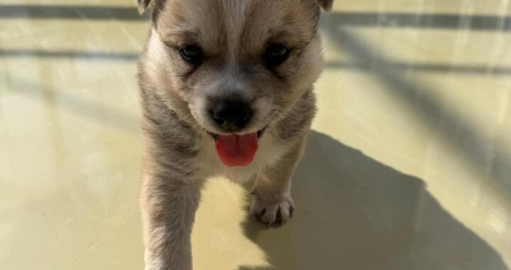 neugle pet 경남 사천 2026 00063