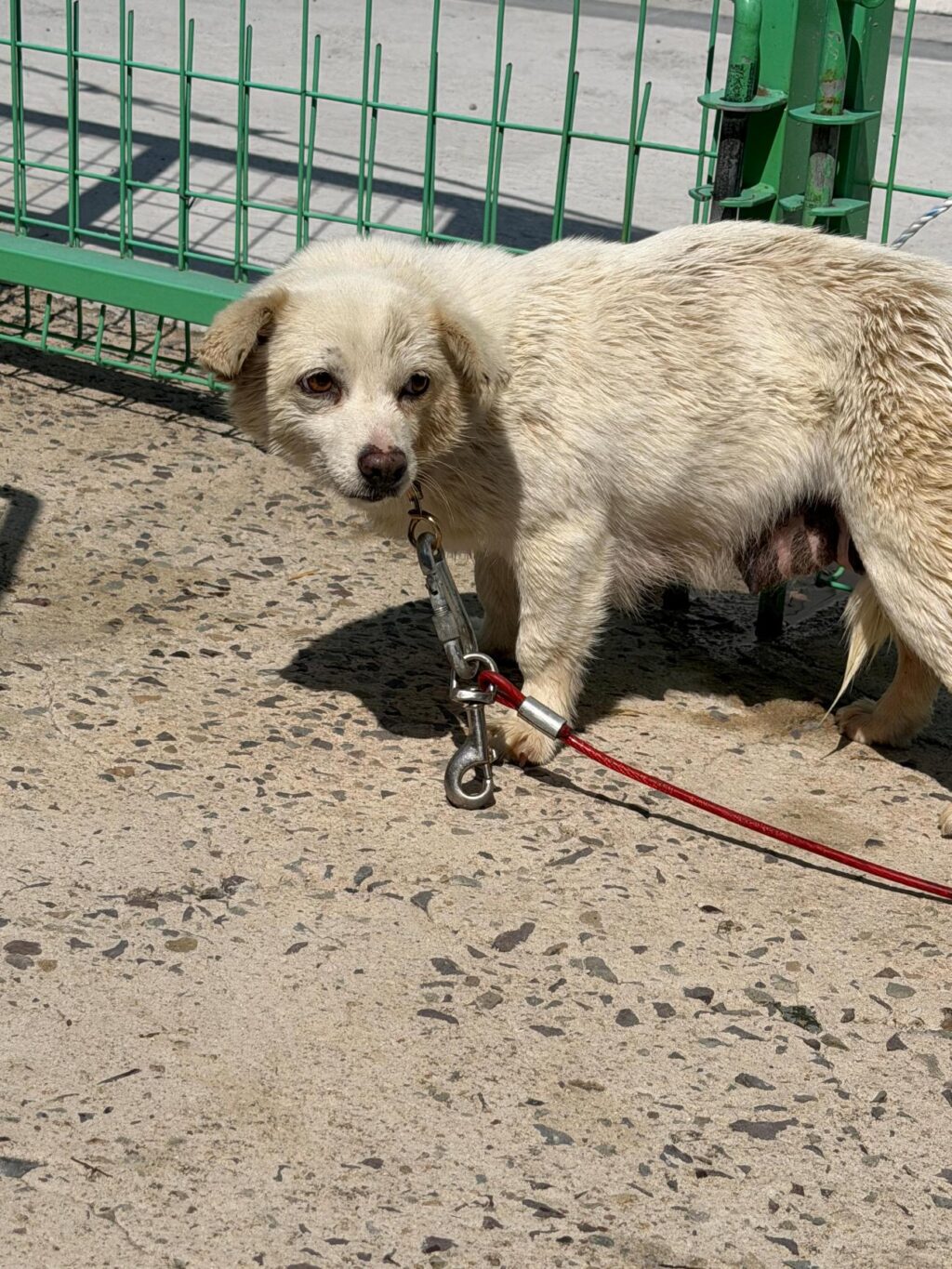 neugle pet 경남 사천 2026 00064