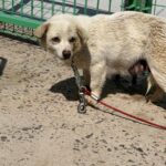 neugle pet 경남 사천 2026 00064