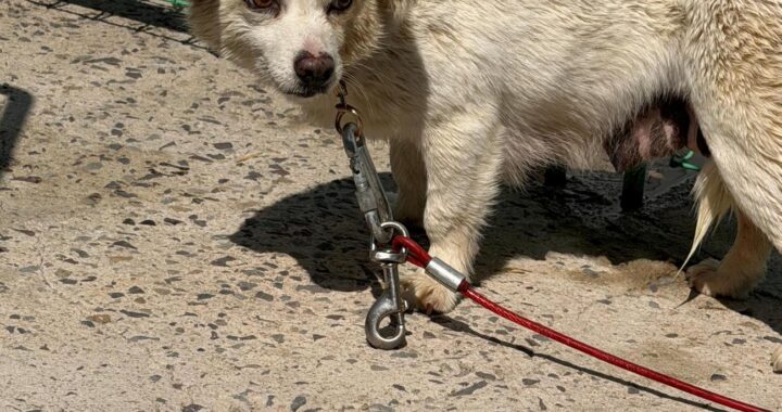 neugle pet 경남 사천 2026 00064